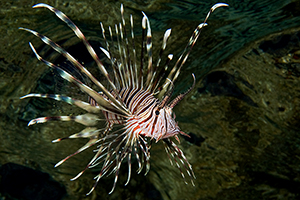 Pterois miles